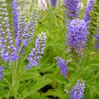 Veronica subsessillis 'Blaue Pyramide'