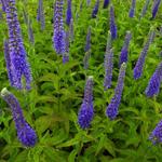 Veronica spicata 'Sunny Border Blue' - Ereprijs - Veronica spicata 'Sunny Border Blue'