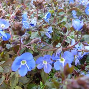 Veronica peduncularis 'Georgia Blue'