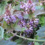 Veronicastrum latifolium - Kruipende ereprijs