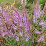 Veronicastrum virginicum 'Adoration' - Virginische ereprijs