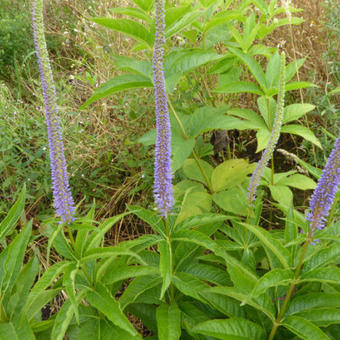 Veronicastrum virginicum 'Apollo'