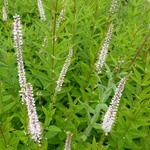 Veronicastrum virginicum 'Diana' - Virginische ereprijs