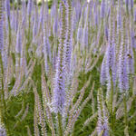 Veronicastrum virginicum 'Lavendelturm' - Virginische ereprijs