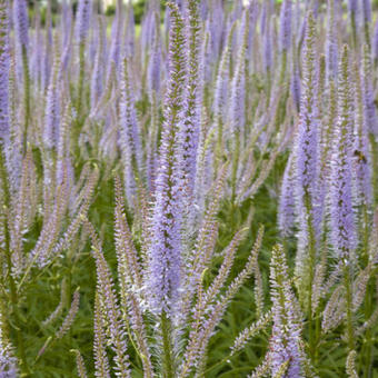 Veronicastrum virginicum 'Lavendelturm'