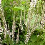 Veronicastrum virginicum 'Pink Glow' - Virginische ereprijs