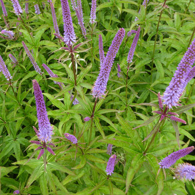 Ereprijs - Veronicastrum sibiricum 'Red Arrows'