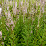 Veronicastrum virginicum 'Roseum' - Virginische ereprijs