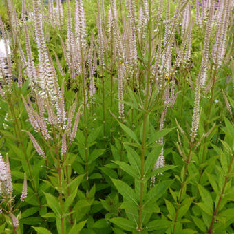 Veronicastrum virginicum 'Roseum'