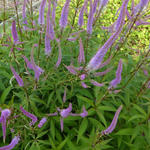 Veronicastrum virginicum 'Temptation' - Virginische ereprijs