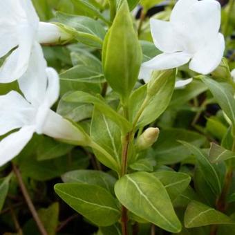 Vinca major 'Alba'