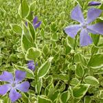 Vinca major 'Variegata' - Grote maagdenpalm