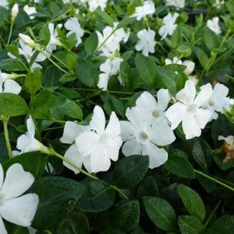 Vinca minor 'Alba'