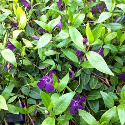 Vinca minor 'Atropurpurea' - Kleine maagdenpalm