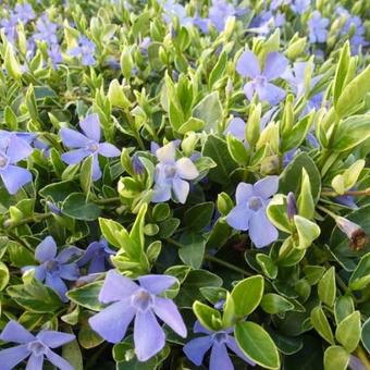 Vinca minor 'Aureovariegata'