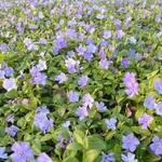 Vinca minor 'La Grave' - Kleine maagdenpalm