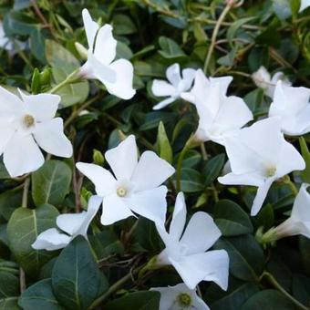 Vinca minor 'Gertrude Jekyll'