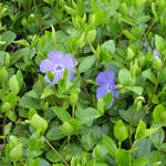 Vinca minor 'Grüner Teppich' - Kleine maagdenpalm