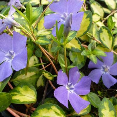 Kleine maagdenpalm - Vinca minor 'Illumination'