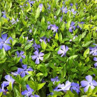 Vinca minor 'Josephine'