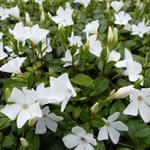 Vinca minor 'White Power' - Kleine maagdenpalm - Vinca minor 'White Power'