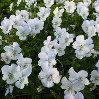 Viola cornuta 'Icy but Spicy'