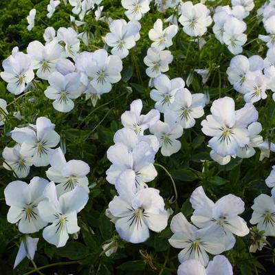 Viooltje - Viola cornuta 'Icy but Spicy'