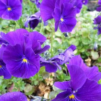 Viola cornuta 'Martin'