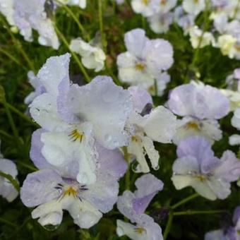 Viola cornuta 'Milkmaid'