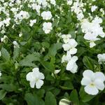 Viola cornuta 'White Perfection' - Hoornviooltje