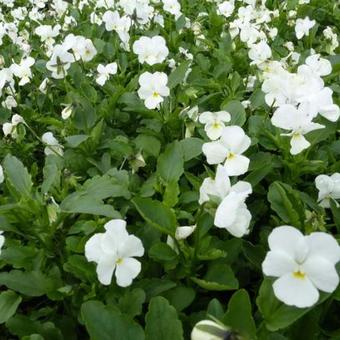 Viola cornuta 'White Perfection'