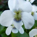 Viola odorata 'Alba' - Maarts viooltje - Viola odorata 'Alba'