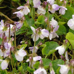 Viola odorata 'Mrs R Barton' - Maarts viooltje