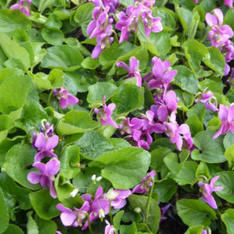 Viola odorata 'Red Charm'