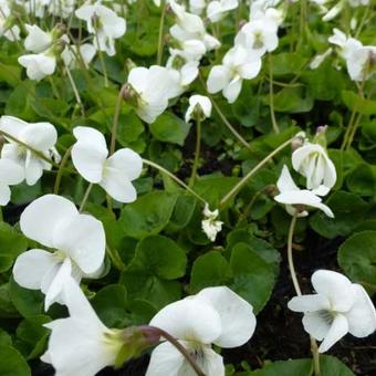 Viola sororia 'Albiflora'