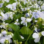 Viola sororia 'Freckles' - Viooltjes - Viola sororia 'Freckles'