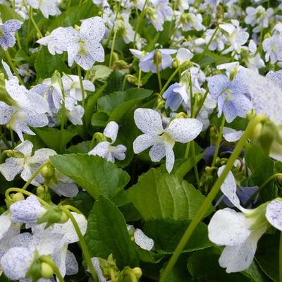 Viola sororia 'Freckles' - Viooltjes