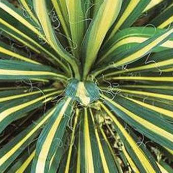 Yucca filamentosa 'Color Guard'