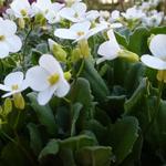 Rijstebrij, scheefkelk, rijstebrijplant - Arabis caucasica 'Bakkely'