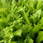 Asplenium  scolopendrium 'Cristatum' - Steenbreekvaren - Asplenium  scolopendrium 'Cristatum'