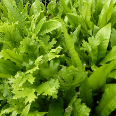 Steenbreekvaren - Asplenium  scolopendrium 'Cristatum'