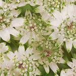 Astrantia major 'Star Of Billion' - Zeeuws knoopje