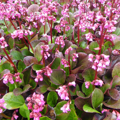 Schoenlappersplant - Bergenia 'Bressingham Ruby'