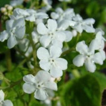 Brunnera macrophylla 'Marley's White'