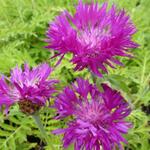 Centaurea dealbata 'Steenbergii' - Korenbloem - Centaurea dealbata 'Steenbergii'