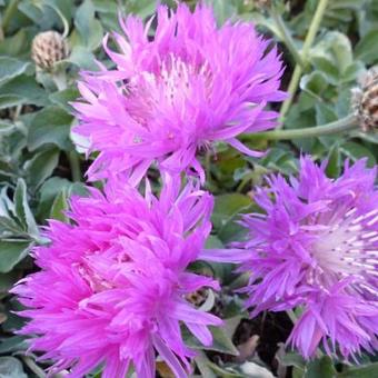 Centaurea hypoleuca 'John Coutts'