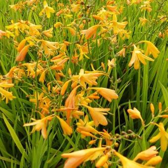 Crocosmia x crocosmiiflora 'George Davidson'