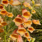 Digitalis 'Goldcrest' - Vingerhoedskruid