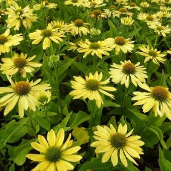 Echinacea purpurea 'Chiquita'