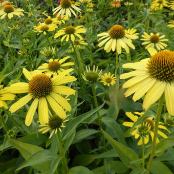 Echinacea purpurea 'Cleopatra'